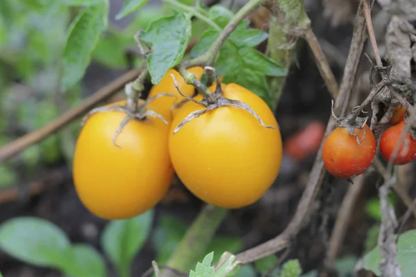 Tomate amarelo crescendo na horta — Fotografia de Stock