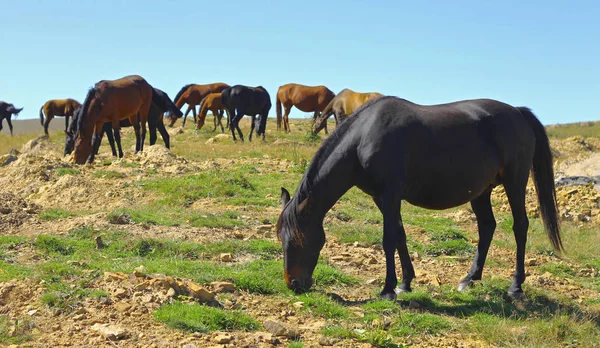 Um cavalos no prado do Cáucaso de outono — Fotografia de Stock