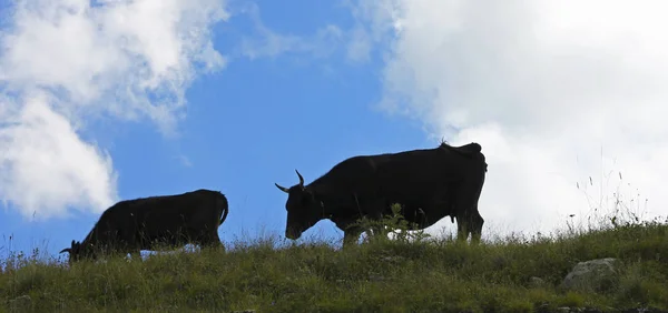 Vacas en el prado de verano contra el cielo azul — Foto de Stock