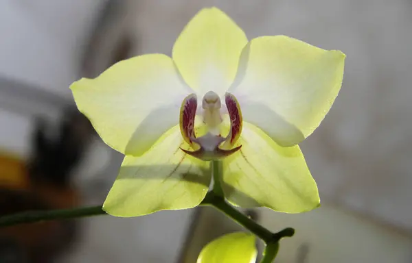 Blooming orhid flowers Phalaenopsis lemon colors blossoming — Stock Photo, Image
