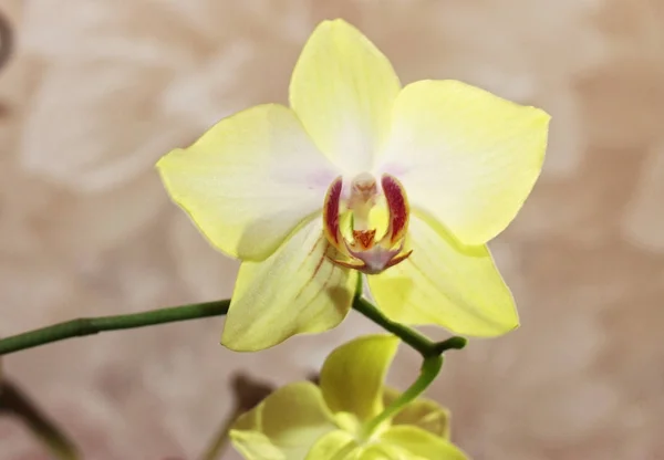 Blühende Orchideenblumen phalaenopsis zitronenfarben blühen — Stockfoto