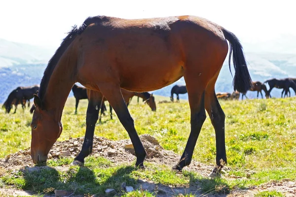 Koně na louce podzim Kavkazu — Stock fotografie
