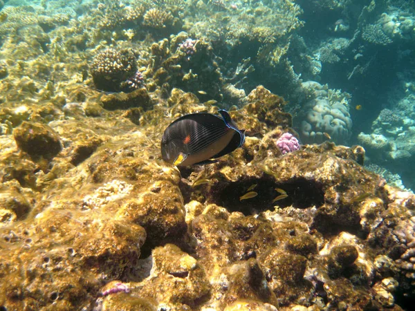 Тропические экзотические рыбы акантур под водой в воде Красное море — стоковое фото