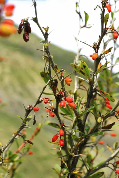 Berberitze wächst im Herbst am Ast — Stockfoto