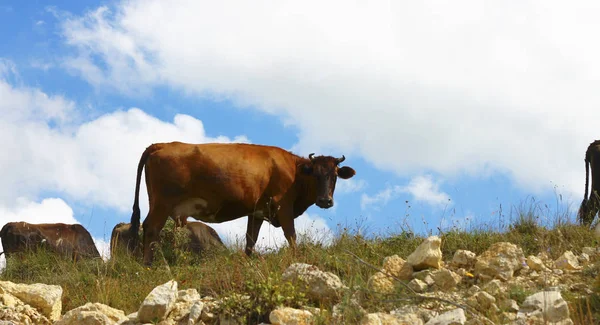 Koeien op ths zomer weide tegen blauwe hemel — Stockfoto
