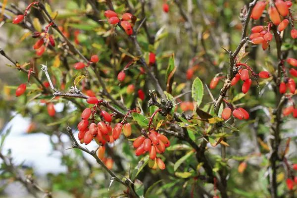 Barberry crescendo no ramo na época do outono — Fotografia de Stock