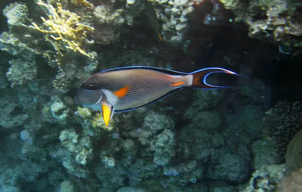 Tropical exotic fish acanthurus underwater in the water Red Sea — Stock Photo, Image