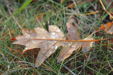 İlluminat sarı düşen Meşe yaprağı yeşil çim kapalı damla