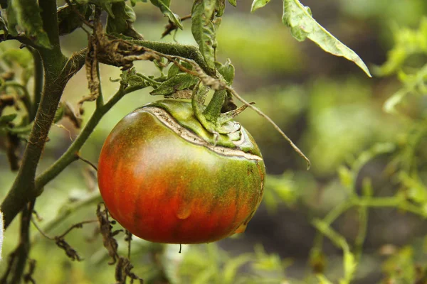 Rote und grüne Tomaten im Gemüsegarten — Stockfoto