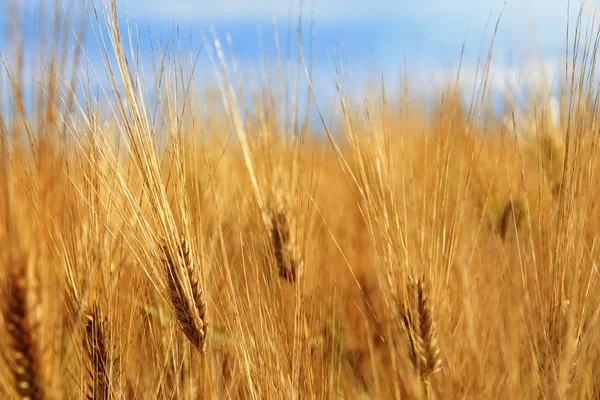 Goldene Ähren auf dem Sommerfeld vor der Ernte — Stockfoto