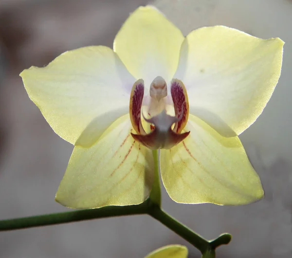 Virágzó Orhidea/kosbor virágok virágzó Phalaenopsis citrom színek — Stock Fotó