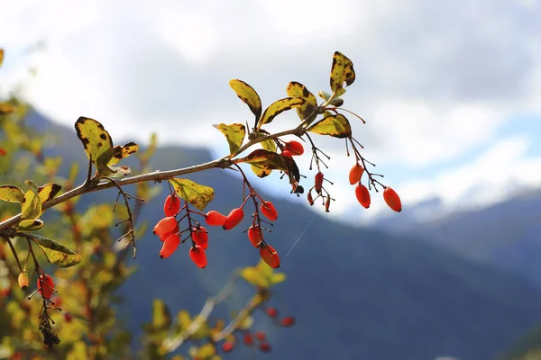 Berberitze wächst im Herbst am Ast — Stockfoto