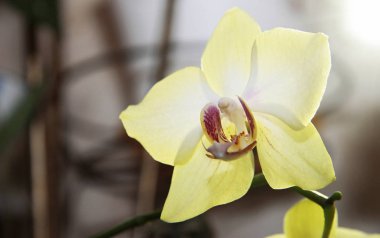Çiçek çiçek orhid çiçek Phalaenopsis limon renkleri