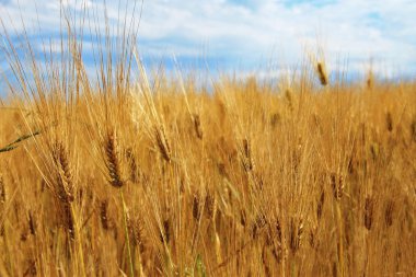 Altın hasat önce yaz alanı kulaklara