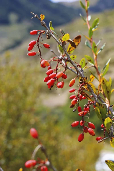 Berberitze wächst im Herbst am Ast — Stockfoto