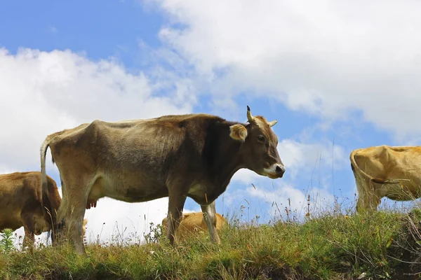 Ths yaz çayır mavi gökyüzü karşı üzerinde ineklerin — Stok fotoğraf
