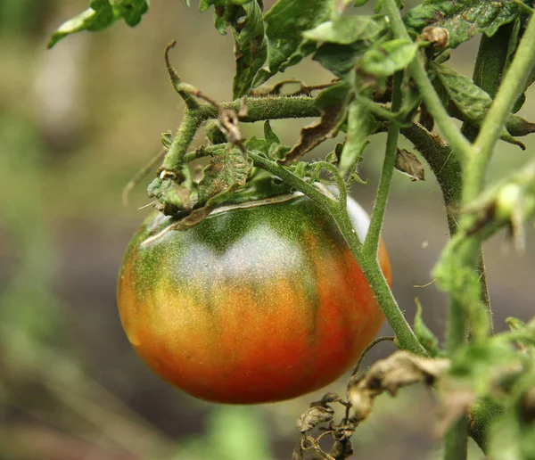 Tomate vermelho e verde crescendo na horta — Fotografia de Stock