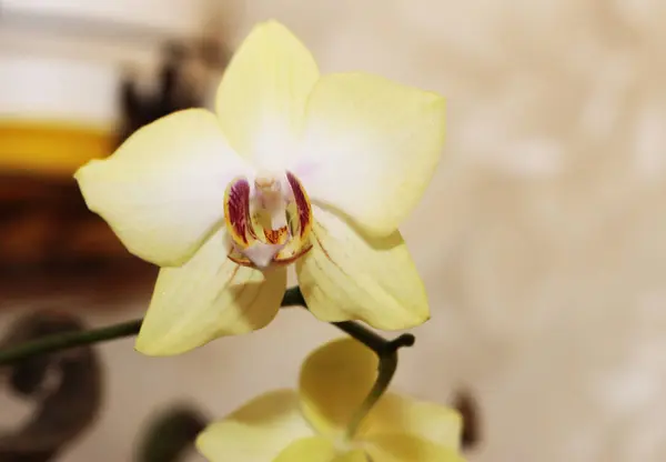 Virágzó Orhidea/kosbor virágok virágzó Phalaenopsis citrom színek — Stock Fotó