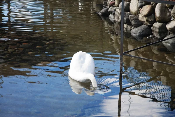 Cigno bianco che si tuffa nel lago e cerca cibo — Foto Stock