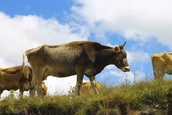 Vacas en el prado de verano contra el cielo azul —  Fotos de Stock