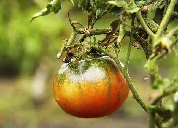 Tomate vermelho e verde crescendo na horta — Fotografia de Stock