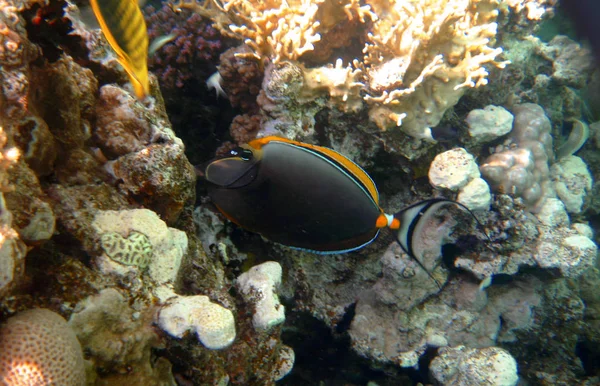 Tropiska exotiska fiskar acanthurus under vattnet i vattnet röda havet — Stockfoto