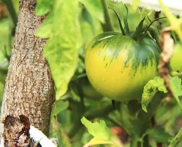 Tomate vermelho e verde crescendo na horta — Fotografia de Stock