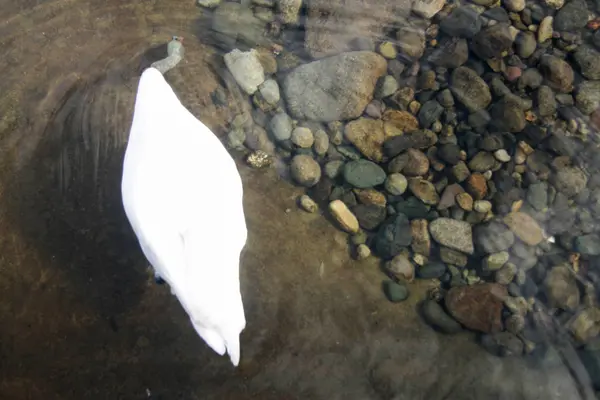 Cisne branco mergulhando no lago e à procura de comida — Fotografia de Stock