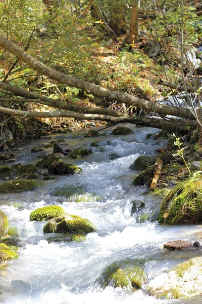 Wild mountain river flowing in the canyon — Stock Photo, Image