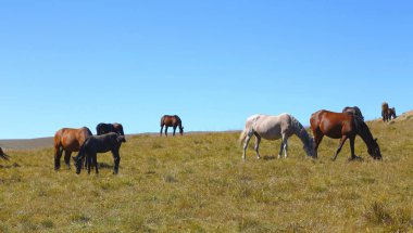 Sonbahar Kafkasya çayır bir ata