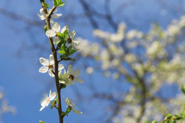beyaz çiçekler vahşi ağacının dalını çiçek açması