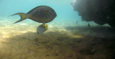 Kızıldeniz su sualtı tropikal egzotik balık acanthurus