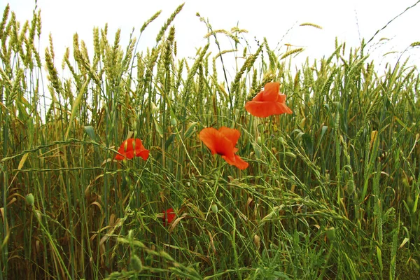 Fleur de pavot sur le champ de blé d'été — Photo