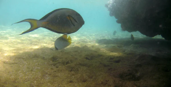 Acanthurus tropikalnych ryb egzotycznych, pod wodą w wodzie Morza Czerwonego — Zdjęcie stockowe