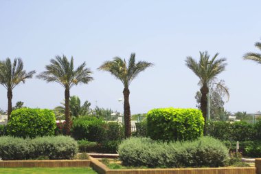 Palmiye ağaçları resort Mısır'ın sokaklarında