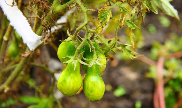 Зелений помідор, що росте в овочевому саду — стокове фото