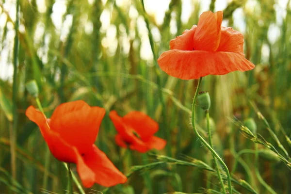 Buğday yaz alanında haşhaş çiçek — Stok fotoğraf
