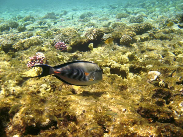 热带的外来鱼 acanthurus 水下在红海的水 — 图库照片