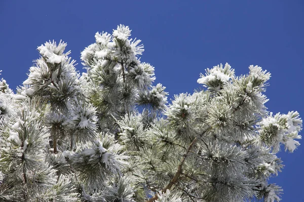 Kerstboom onder de sneeuw op de tak — Stockfoto