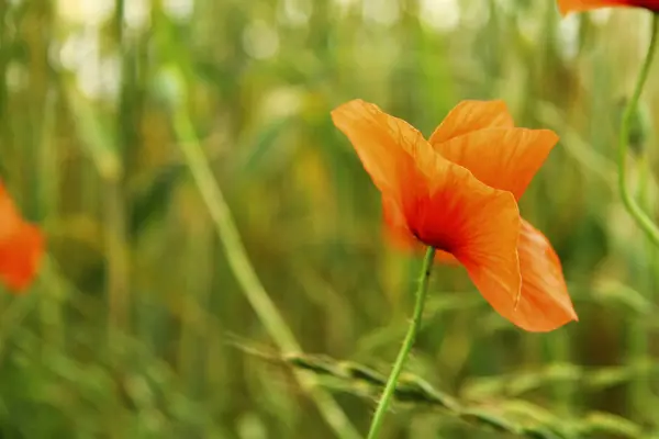 Buğday yaz alanında haşhaş çiçek — Stok fotoğraf