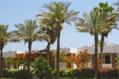 Palmiye ağaçları resort Mısır'ın sokaklarında