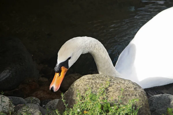 Cisne blanco nieve nadando en el estanque —  Fotos de Stock