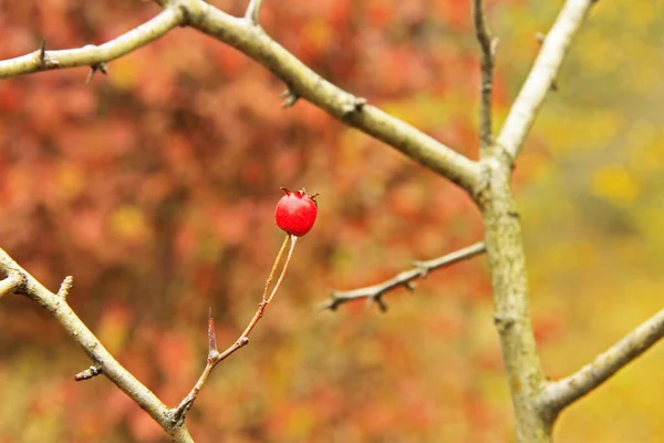 Rosa canina rossa rosa canina sul cespuglio di rosa canina senza foglie — Foto Stock