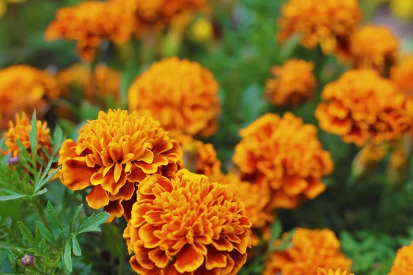 Marigolds laranja aka tagetes erecta flor no canteiro de flores — Fotografia de Stock