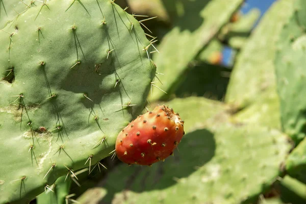 Dikenli armut kaktüs aka opuntia olgun kırmızı ve sarı meyve ile — Stok fotoğraf