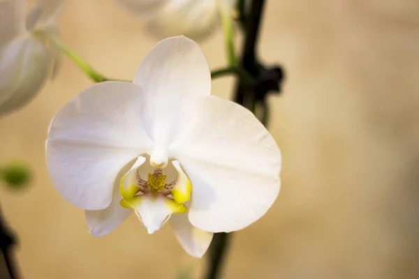 Virágzó vagy elrejtett virágok Phalaenopsis fehér színek virágzó — Stock Fotó