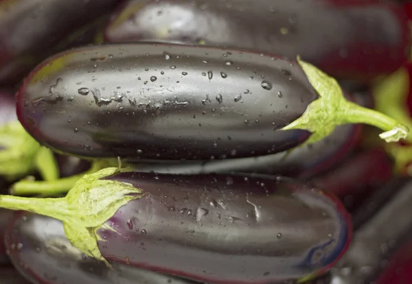 Raccolta di melanzane nere fresche primo piano — Foto Stock