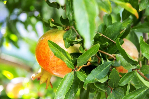 Fruto de granada verde y roja en una rama con hojas —  Fotos de Stock