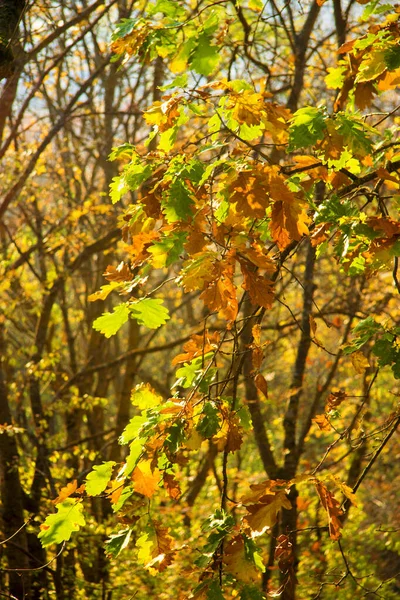 Höstgula löv hängande på ek i höstparken — Stockfoto