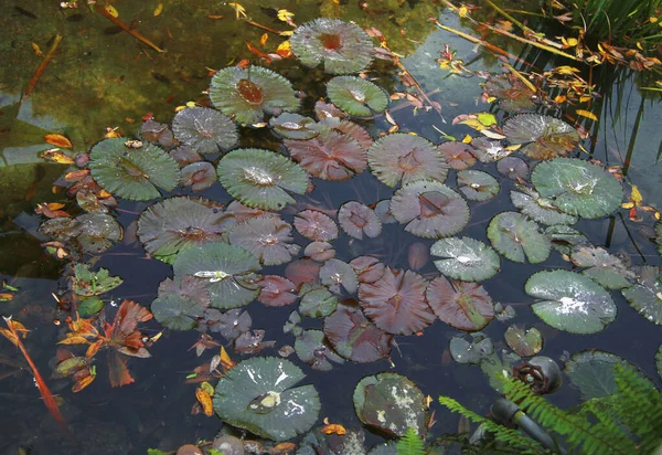 Leaves of waterlily in the ditry pond autumn time — Stock Photo, Image
